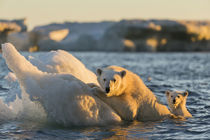 Polar Bear and Cub amid Sea Ice, Repulse Bay, Nunavut, Canada by Danita Delimont