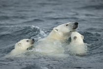 Polar Bear and Cubs Swimming near Repulse Bay, Nunavut, Canada by Danita Delimont