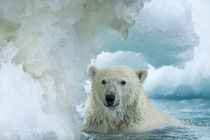 Polar Bear Swimming near Repulse Bay, Nunavut, Canada by Danita Delimont