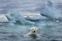 Polar Bear on Sea Ice near Repulse Bay, Nunavut, Canada von Danita Delimont