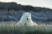 Polar Bear Resting near Repulse Bay, Nunavut, Canada von Danita Delimont