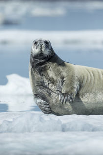Bearded Seal on Sea Ice in Hudson Bay, Nunavut, Canada von Danita Delimont