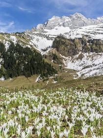 Spring Crocus in the Alps during snow melt by Danita Delimont