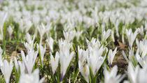 Spring Crocus in the Alps during snow melt by Danita Delimont