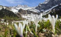Spring Crocus in the Alps during snow melt von Danita Delimont