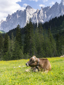 Cattle on high pasture in Karwendel Mts, Austria von Danita Delimont