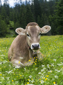 Cattle on high pasture in Karwendel Mts, Austria by Danita Delimont