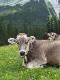 Cattle on high pasture in Karwendel Mts, Austria by Danita Delimont
