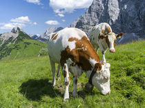 Cattle on high pasture in Karwendel Mts, Austria von Danita Delimont