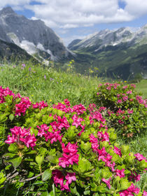 Hairy Alpenrose, Austria by Danita Delimont