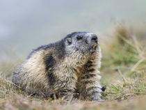 Alpine marmot Austria von Danita Delimont