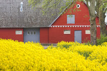 Denmark, Zealand, Olstykke, red farm and yellow rapeseed flo... von Danita Delimont