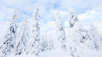 Snow covered trees, Riisitunturi National Park, Lapland, Finland by Danita Delimont