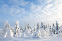 Snow covered trees, Riisitunturi National Park, Lapland, Finland by Danita Delimont