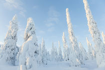 Snow covered trees, Riisitunturi National Park, Lapland, Finland von Danita Delimont
