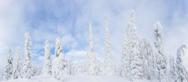 Snow covered trees, Riisitunturi National Park, Lapland, Finland von Danita Delimont