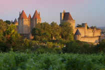 Dawn in a vineyard overlooking la Cite Carcassonne, Languedo... by Danita Delimont