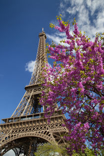 Pink blossoming tree below the Eiffel Tower, Paris, France. by Danita Delimont