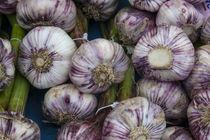 Hardneck Purple Garlic by Danita Delimont
