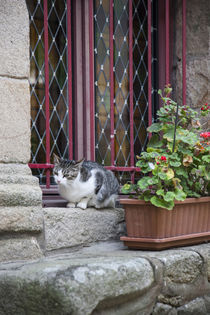 Cat with Windowbox by Danita Delimont