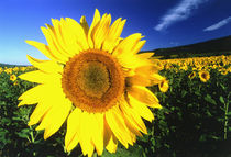 Sunflower, Provence, France by Danita Delimont