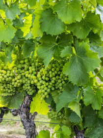 French vineyard on rolling Hillside von Danita Delimont
