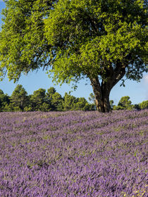 Lone Tree in Lavender Field by Danita Delimont