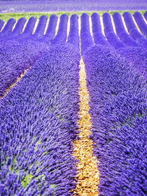 Lavender Field on the Valensole plateau by Danita Delimont