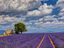 Old Farm House in Field of Lavender by Danita Delimont