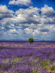 Lone Tree in Lavender Field by Danita Delimont
