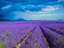 Lavender Field on the Valensole plateau by Danita Delimont