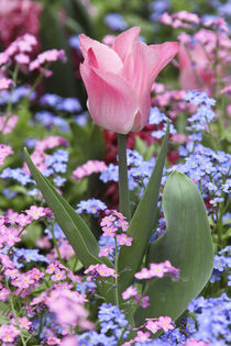 A tulip at Luxembourg Gardens, Paris, France von Danita Delimont