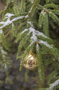 Gold glass Christmas ornament on evergreen tree with snow on... by Danita Delimont