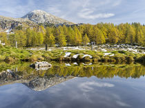 Larix in fall in the NP Berchtesgaden, Germany by Danita Delimont