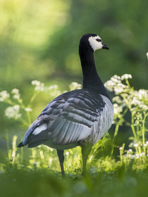 Barnacle goose, Germany by Danita Delimont