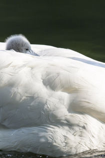 Mute Swan, Germany von Danita Delimont