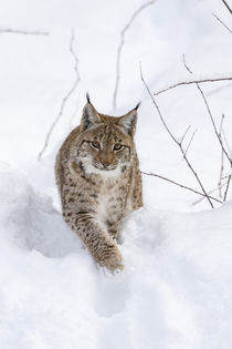 Eurasian lynx by Danita Delimont