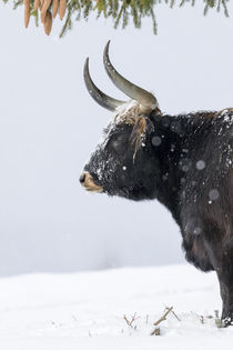 Heck Cattle - Aurochs by Danita Delimont