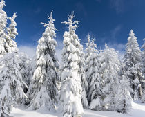 Snowy forest in the NP Bavarian Forest, Germany von Danita Delimont