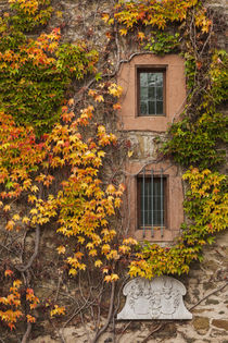 Germany, Hesse, Wetzlar, building covered with ivy, autumn von Danita Delimont