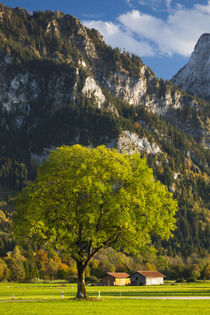 Germany, Bavaria, Hohenschwangau, alpine landscape von Danita Delimont