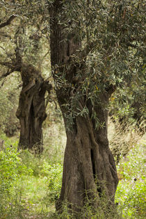 Greece, Thessaly, Ano Gatzea, Pelion Peninsula, olive grove by Danita Delimont