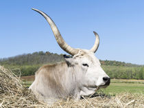 Hungarian Grey Cattle, Hungary von Danita Delimont