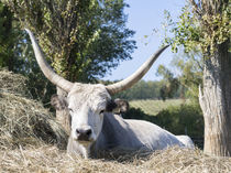 Hungarian Grey Cattle, Hungary by Danita Delimont