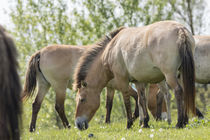 Przewalskis Horse, Hungary von Danita Delimont