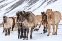 Icelandic horses in winter pasture near Hofn, Iceland by Danita Delimont