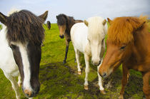 Dyrholaey. Icelandic horses on a farm. von Danita Delimont