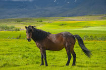South Region. Mossfellsbaer. Icelandic horse von Danita Delimont