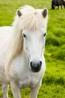 South Region. Selfoss. Icelandic horse. by Danita Delimont