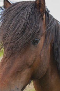 South Region. Selfoss. Icelandic horse. von Danita Delimont